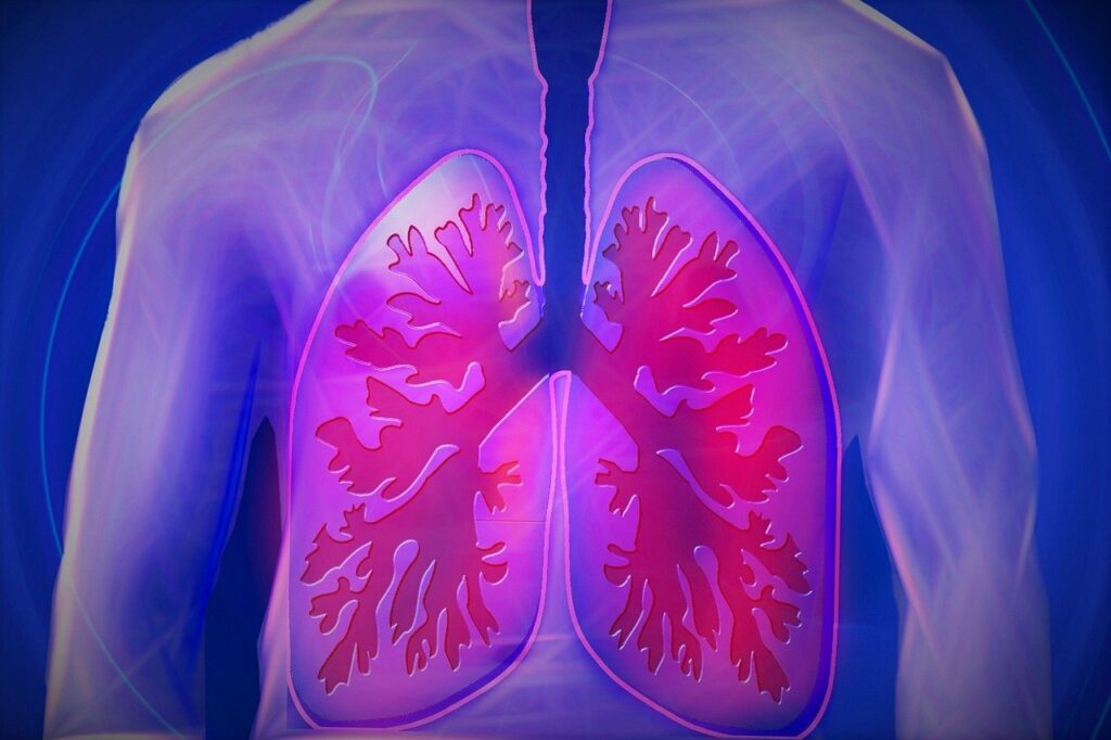 Ein Schema der Lunge